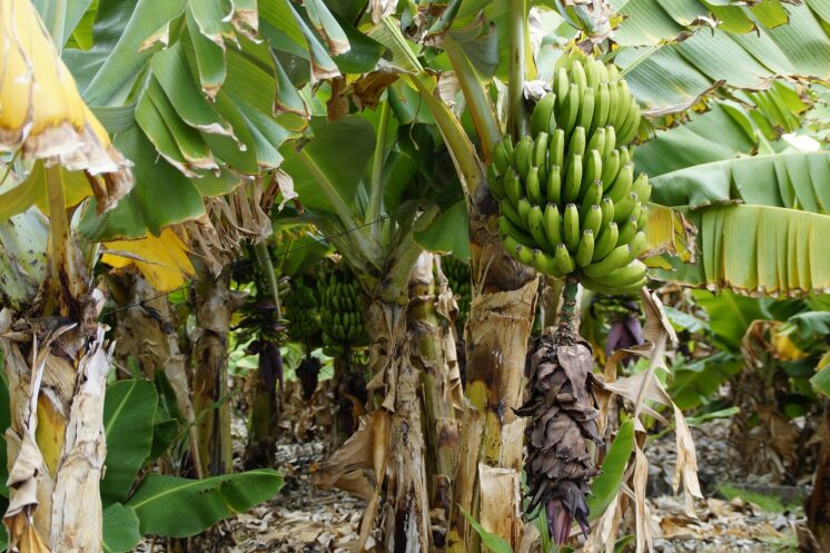 Banco do Nordeste incrementa bananicultura em Alagoas com crédito e ações de desenvolvimento territorial