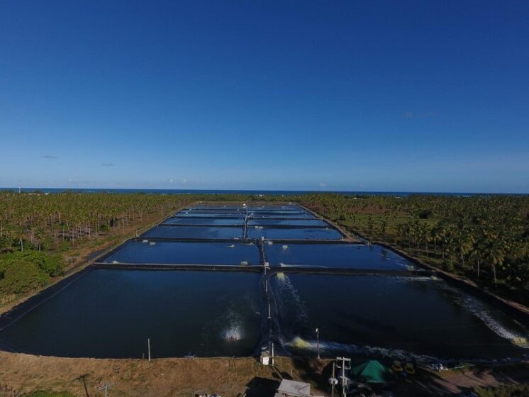 Banco do Nordeste financia projeto alagoano referência em carcinicultura sustentável